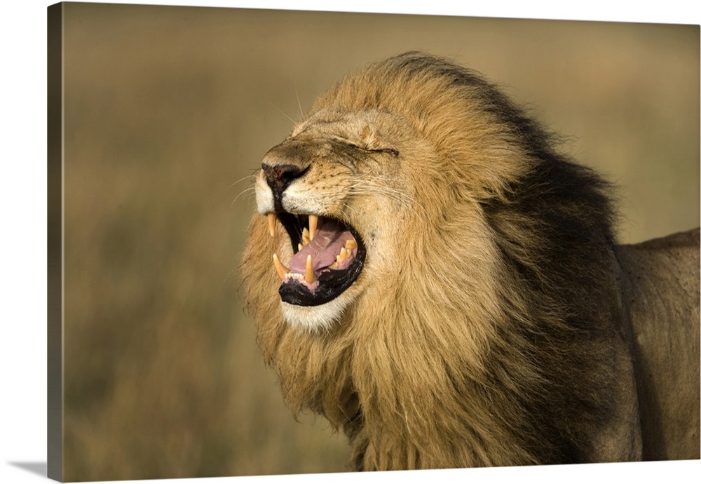 Africa, Kenya, Masai Mara Game Reserve. Male lion roaring.