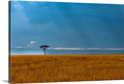 Kenya, Masai Mara, Lone tree
