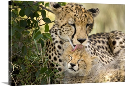 Kenya, Masai Mara National Reserve, Cheetah Mother Grooming Cub