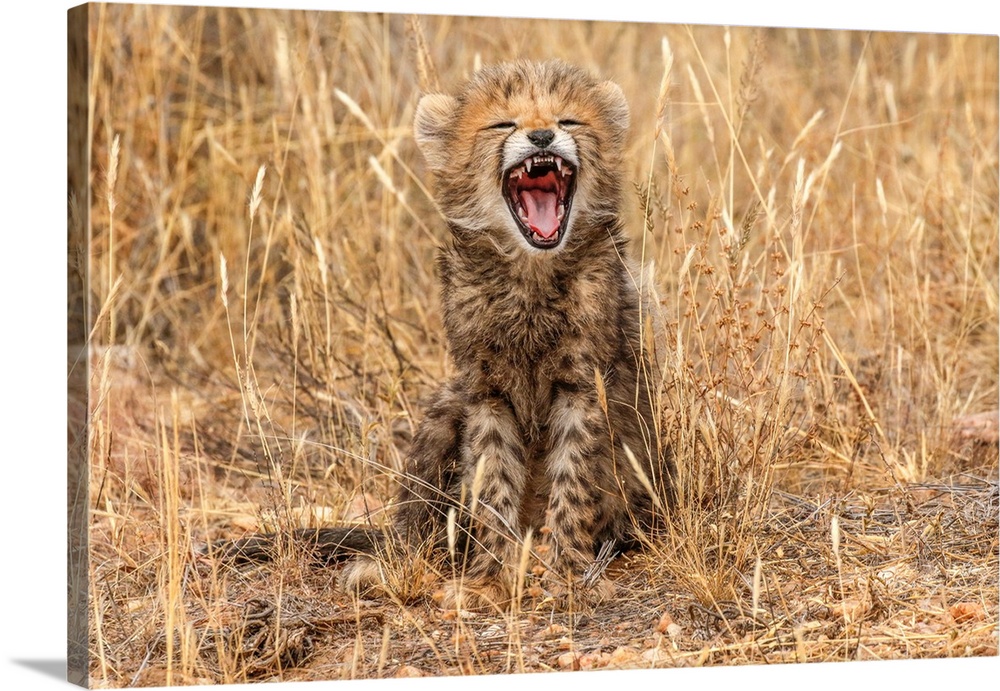 Kenya, Masai mara national reserve. Close-up of cheetah cub yawning.