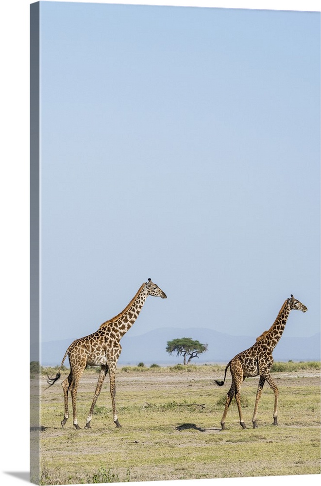 East Africa, Kenya, outside Amboseli National Park, Maasai giraffe (Giraffa camelopardalis tippelskirchi).