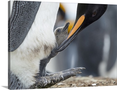 King Penguin Chick Balancing On The Feet Of A Parent, Falkland Islands