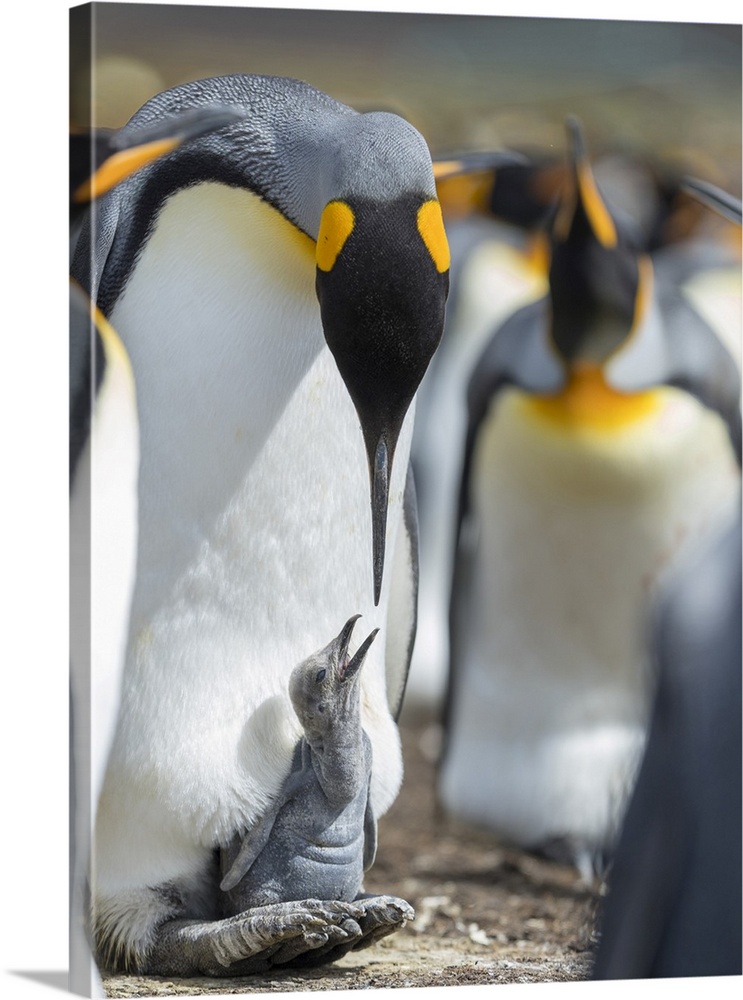 King Penguin chick begging for food while resting on the feet of a parent, Falkland Islands.