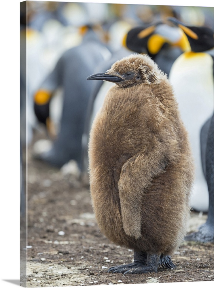King Penguin chick with brown plumage, Falkland Islands.