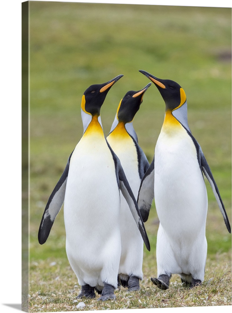 King Penguin courtship display, Falkland Islands.