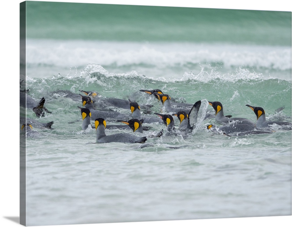 King Penguin, Falkland Islands.