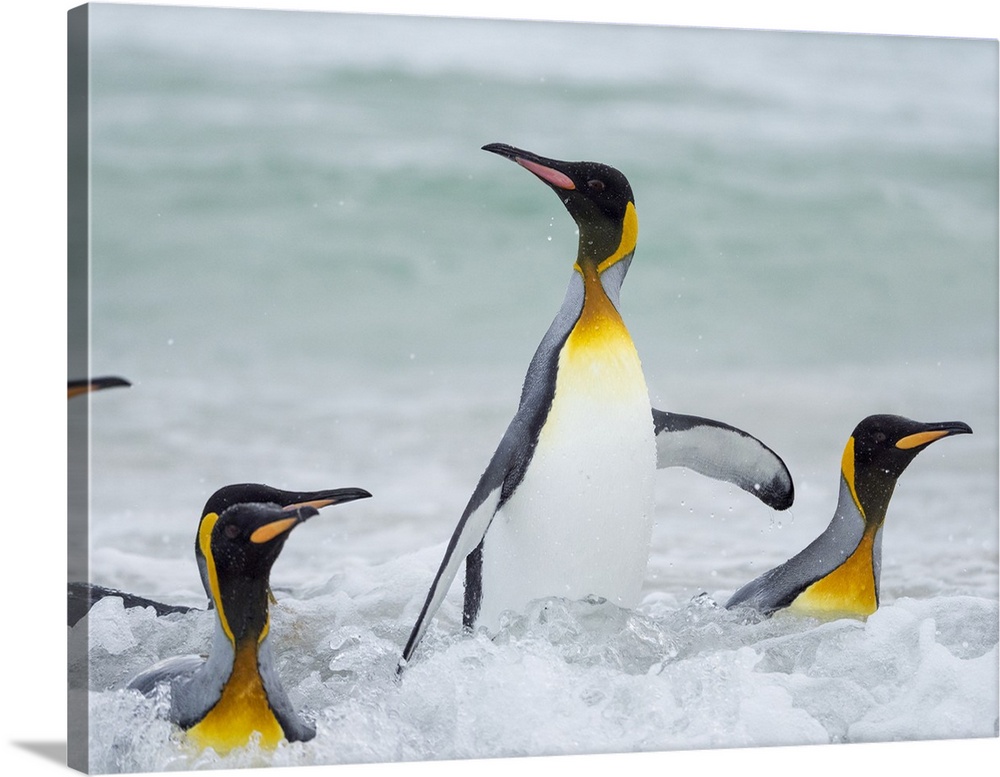 King Penguin, Falkland Islands.