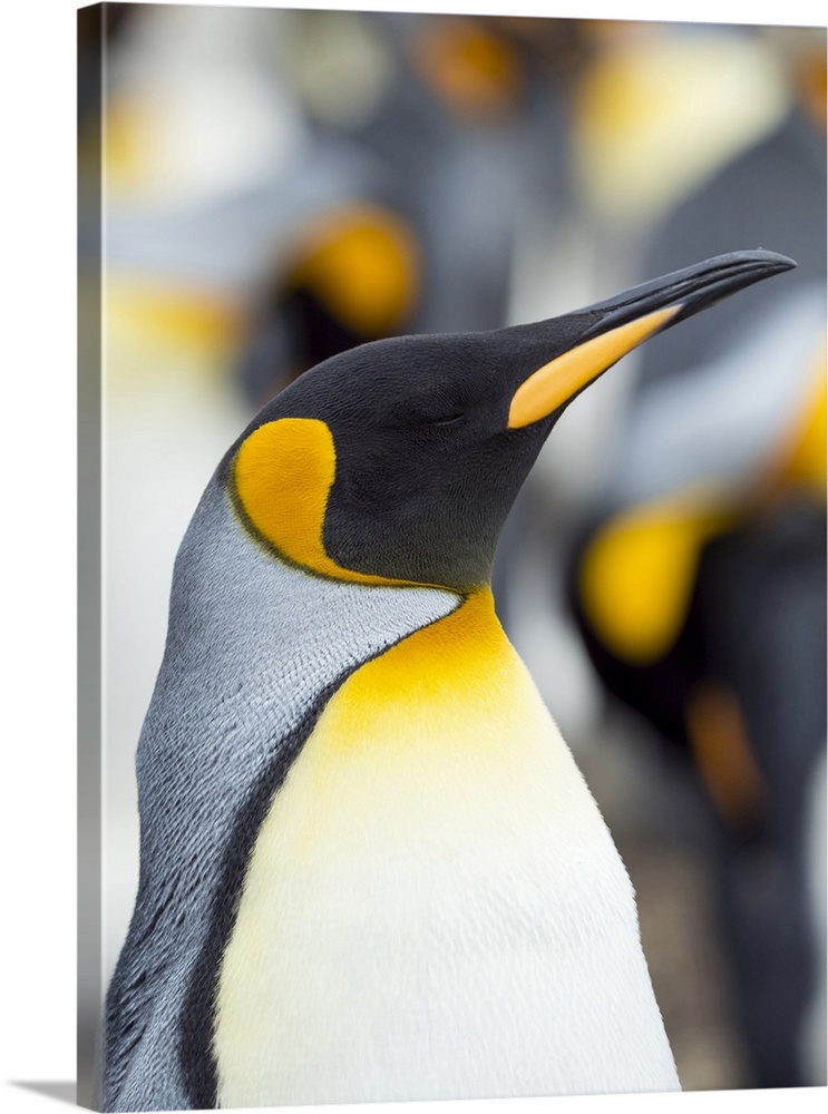 King Penguin, Falkland Islands.