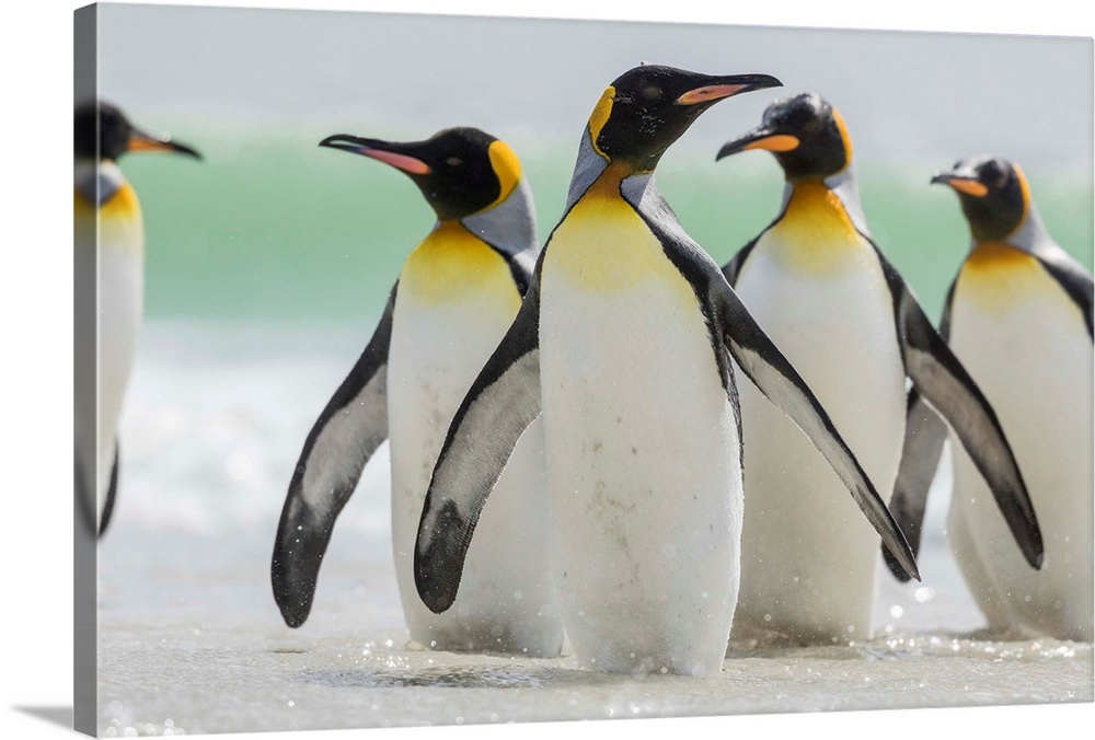 King Penguin (Aptenodytes patagonicus) on the Falkand Islands in the South Atlantic. Group of penguins standing in ocean. ...