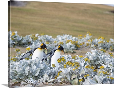 King Penguin On Falkland Islands
