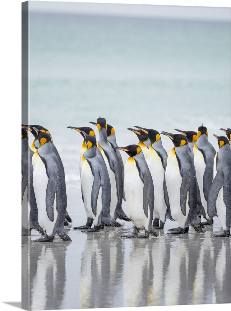 King Penguin on Falkland Islands.