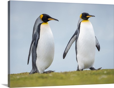 King Penguin On Falkland Islands