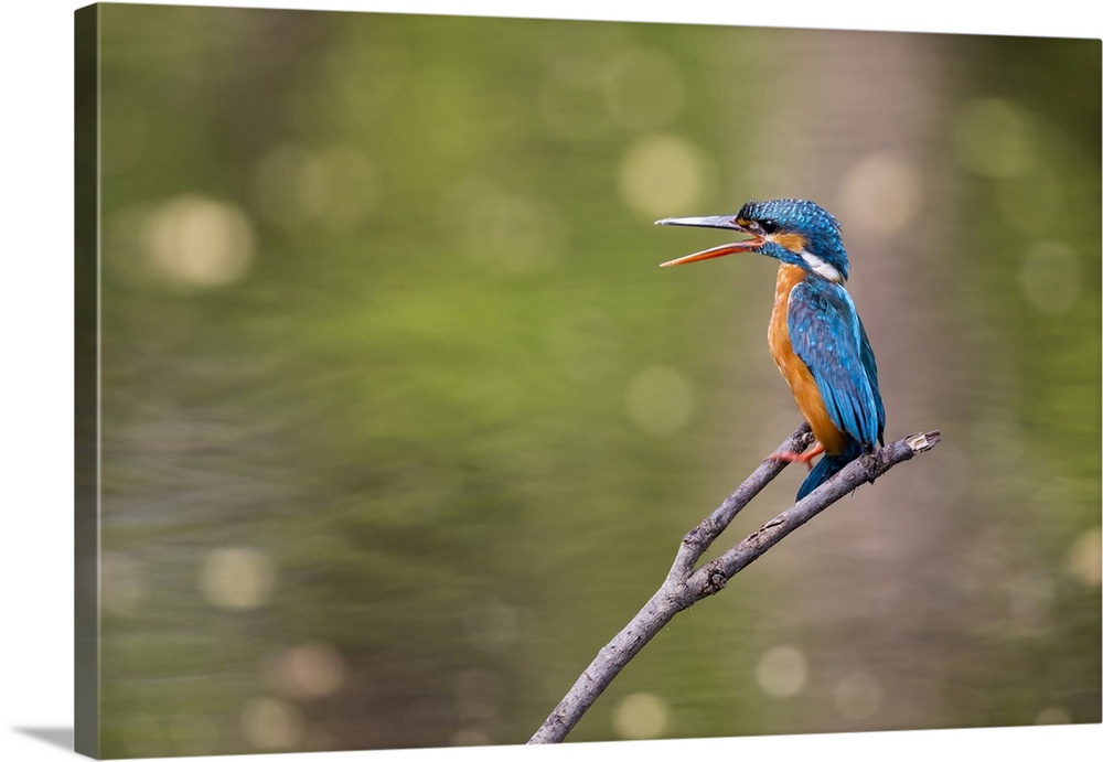 India, Madhya Pradesh, Bandhavgarh National Park. A kingfisher calls to its mate while sitting on a branch.