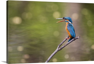 Kingfisher, India, Madhya Pradesh, Bandhavgarh National Park