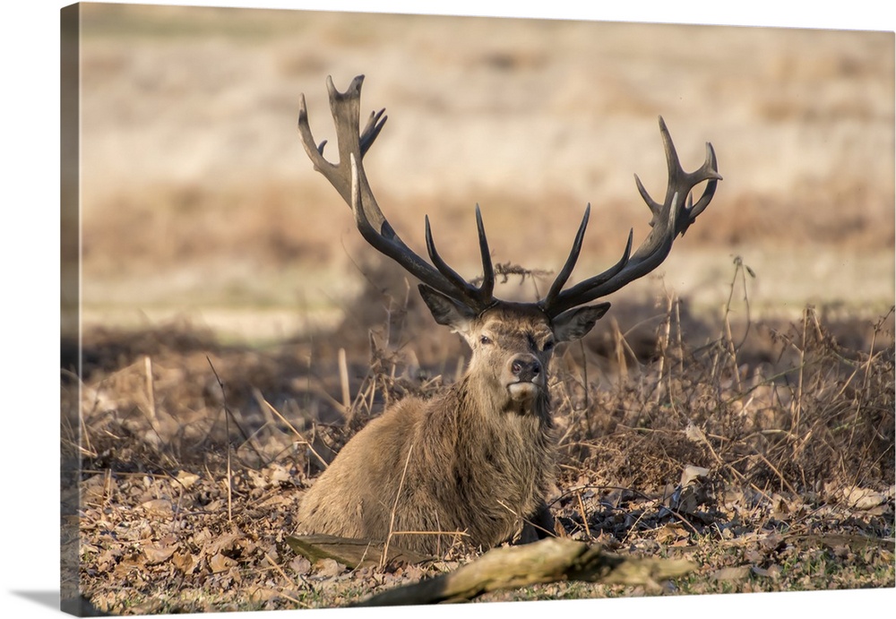 The King's Deer (Red Deer) are native to the UK and can be found in old park reserves such as Richmond Park in the heart o...