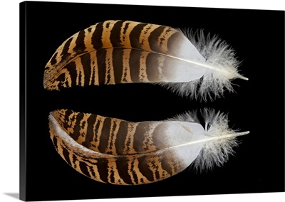 Kori Bustard Feathers