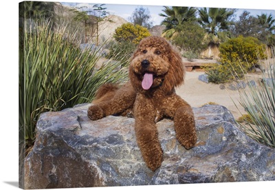 Labradoodle In Desert Garden