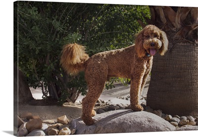 Labradoodle In Desert Garden