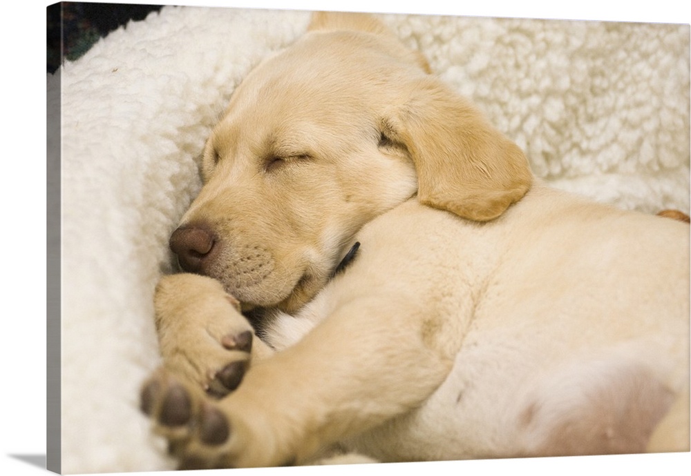 USA, Oregon, Keizer, Labrador Retriever puppy sleeping in its bed.