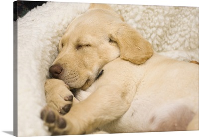 Labrador Retriever puppy sleeping in its bed