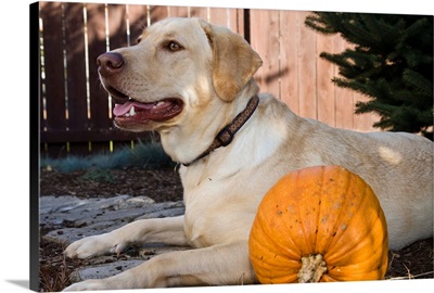 Labrador Retriever with pumpkin