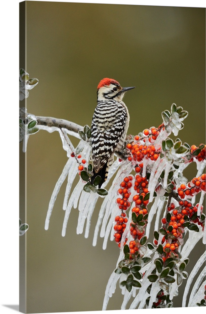 Ladder-backed Woodpecker (Picoides scalaris), adult male prched on icy branch of Yaupon Holly (Ilex vomitoria) with berrie...
