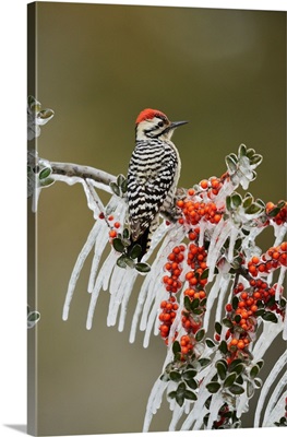 Ladder-Backed Woodpecker, Picoides Scalaris