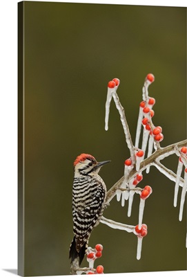Ladder-Backed Woodpecker, Picoides Scalaris