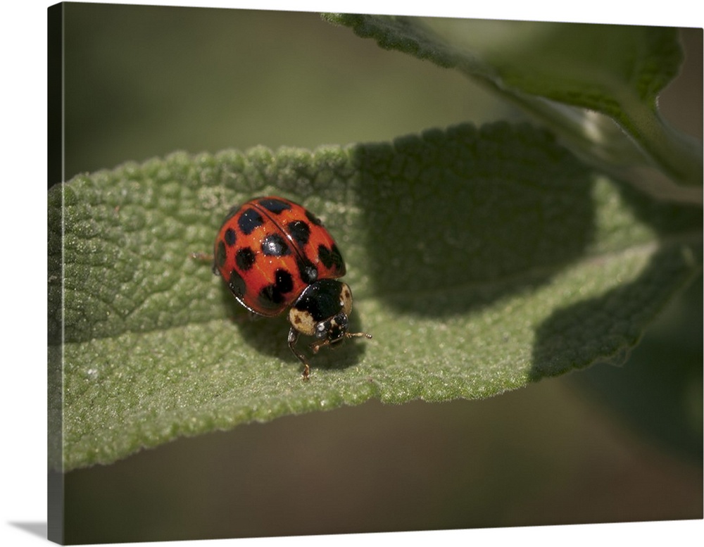 Ladybird beetle (ladybug) on Cleveland sage, Los Angeles, California.