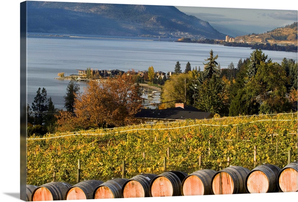 The town of Kelona seen across Lake Okanagan from the barrels and fall-colored vineyard of Summerhill Pyramid Winery in th...