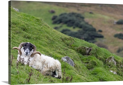 Lanard Blackface Ram On The Fanad Peninsula, Ireland