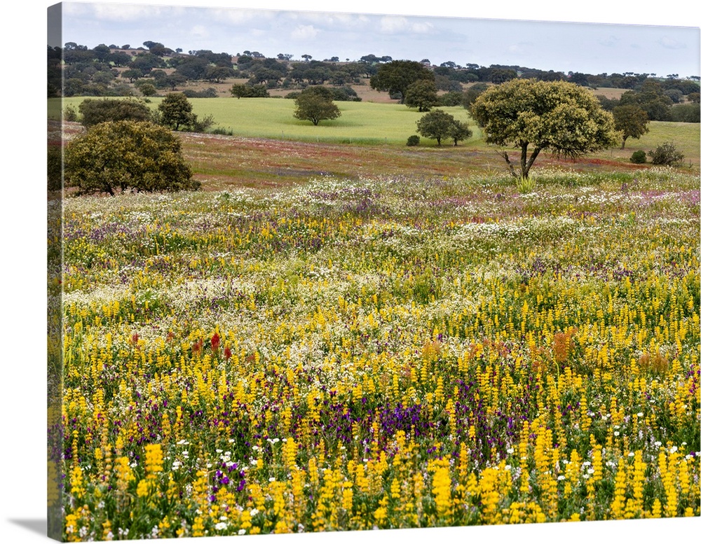 Landscape with wildflower meadow near Mertola in the nature reserve Parque Natural do Vale do Guadiana in the Alentejo Eur...