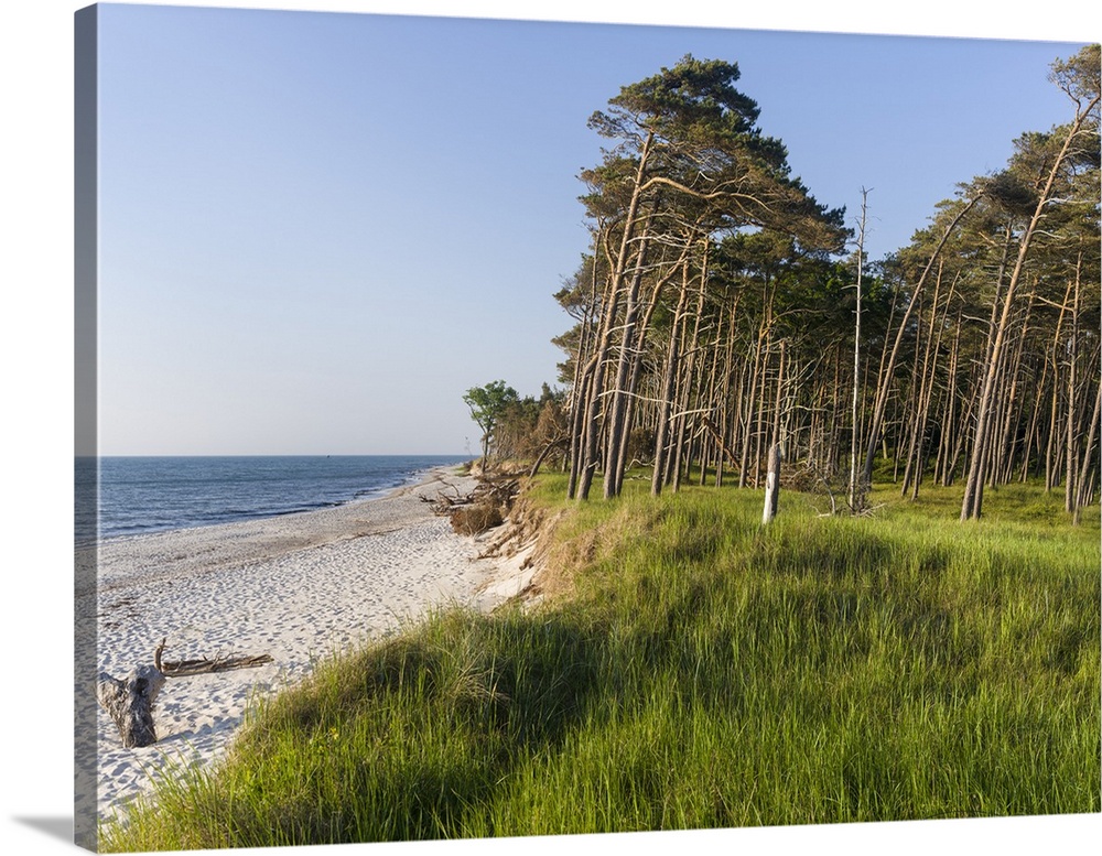 Coastal forest at the Weststrand (western beach) on the Darss Peninsula. Western Pomerania Lagoon Area NP. Europe, Germany...