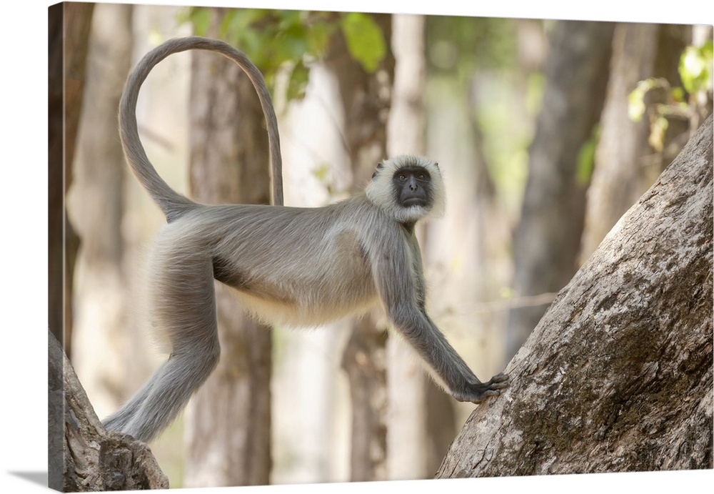 India, Madhya Pradesh, Kanha National Park. A langur resting in the trees showing its long, graceful tail it uses for bala...