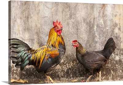 Laos, Luang Prabang, Chickens, A Rooster And A Hen