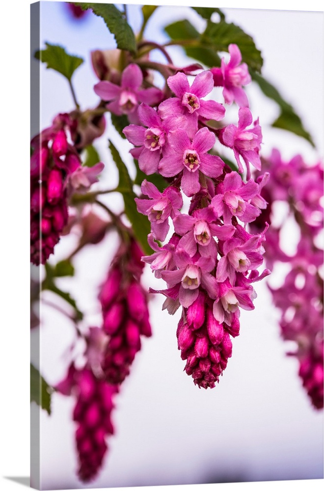 Large, cascading, cluster of pink and red-flowering current flowers