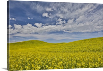 Large Field Of Canola On The Washington State And Idaho Border Near Estes, Idaho