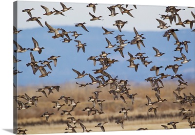 Large Flock Of Ducks