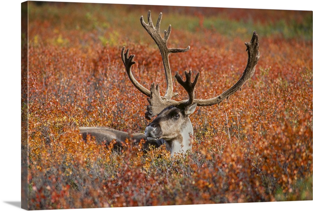 Large male caribou in red fall tundra, eye to eye with photographer, Denali national park, Alaska.