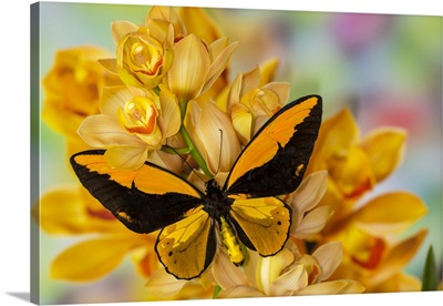 Large Orange Birdwing, Ornithoptera Croesus, Butterfly On Large Golden Cymbidium Orchid