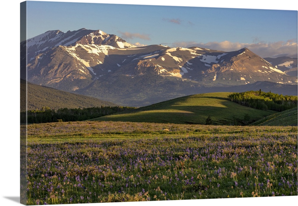USA, North America, Montana. Larkspur And Other Prairie Wildflowers Along The Rocky Mountain Front Near East Glacier.