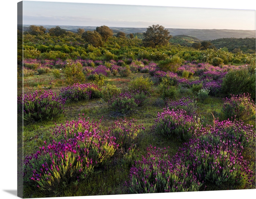 Landscape with Spanish lavender (Lavandula stoechas, French lavender, topped lavender) near Mertola in the nature reserve ...