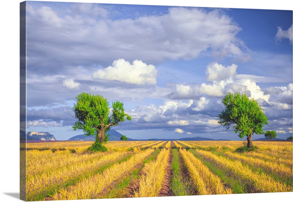 Europe, France, Provence, Valensole Plateau. Young lavender and wheat crops surround trees. Credit: Jim Nilsen