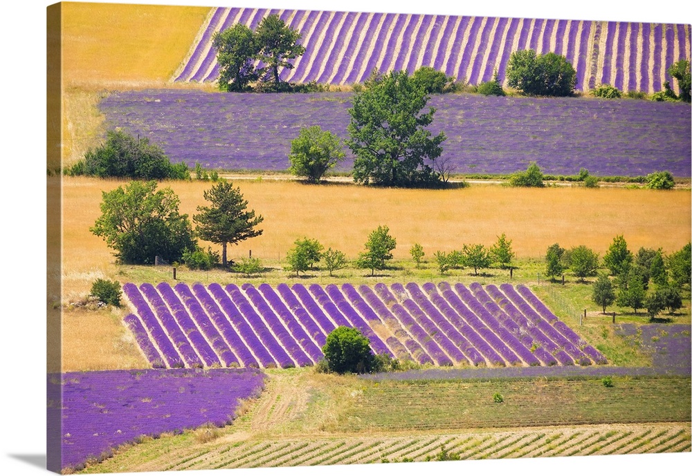 France, Provence, Sault Plateau. Overview of lavender crop patterns and wheat fields. Credit: Jim Nilsen