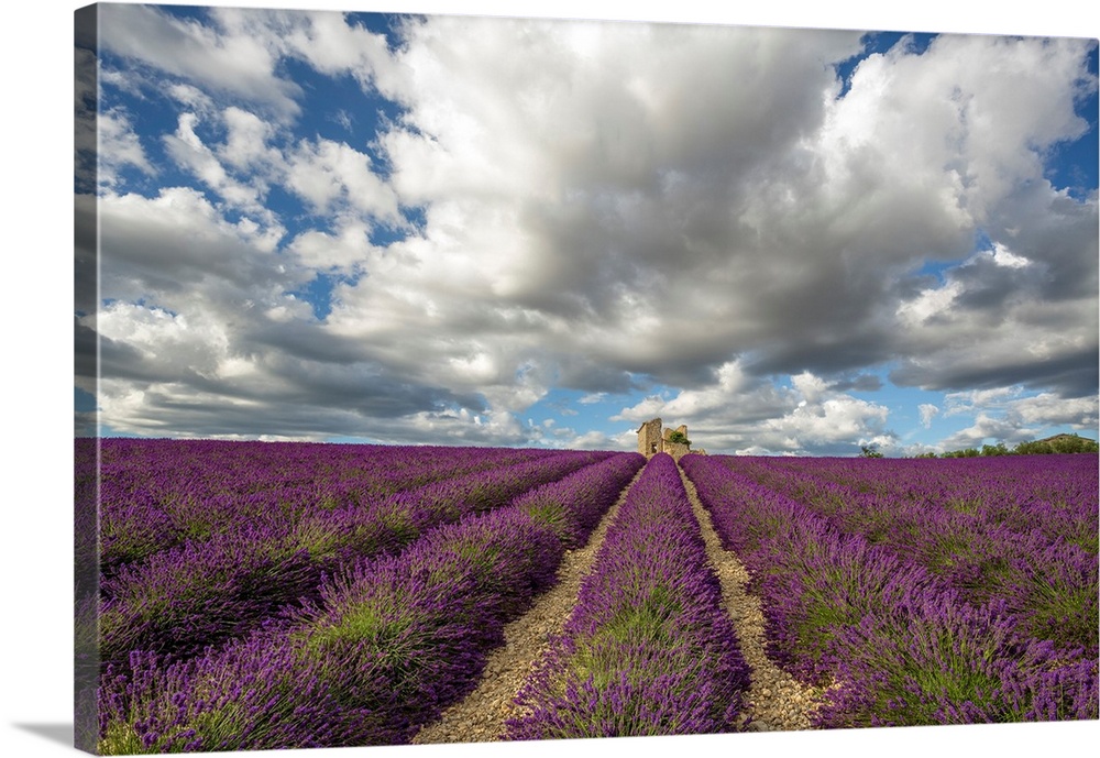 France, Provence, Valensole Plateau. Lavender rows and stone building ruin. Credit: Jim Nilsen