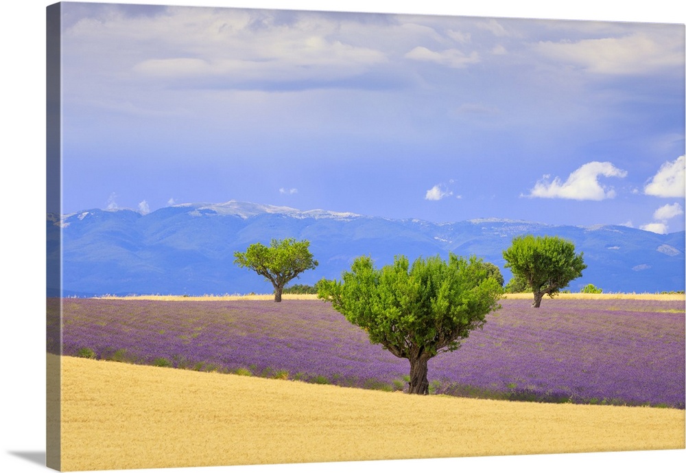 France, Provence, Valensole Plateau. Field of lavender and trees. Credit: Jim Nilsen