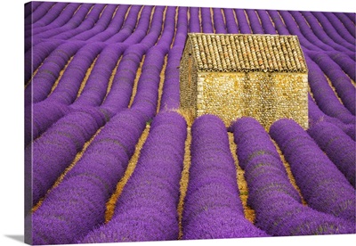 Lavender Field, France, Provence, Valensole Plateau