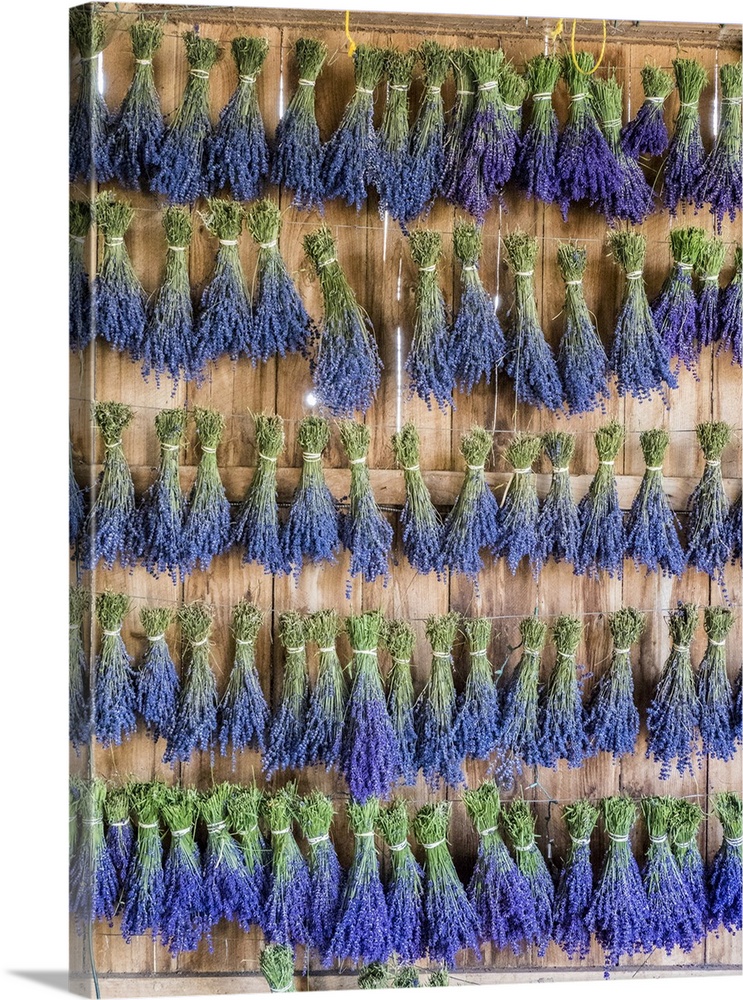 Lavender hanging in a shed to dry after picking at a lavender farm near Sequim, Washington State.