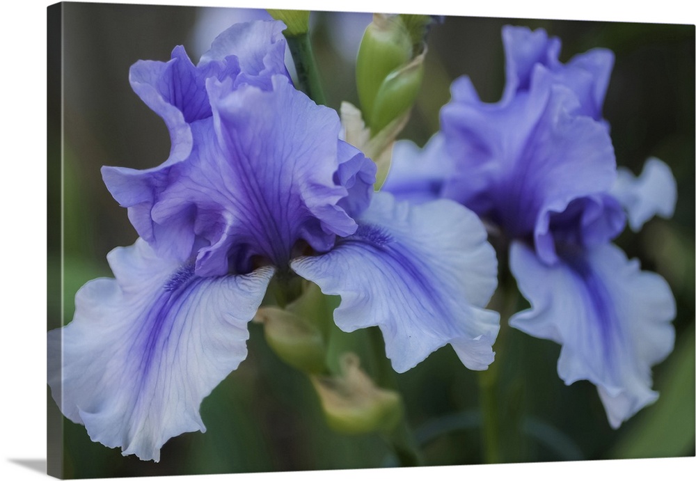 Lavender iris