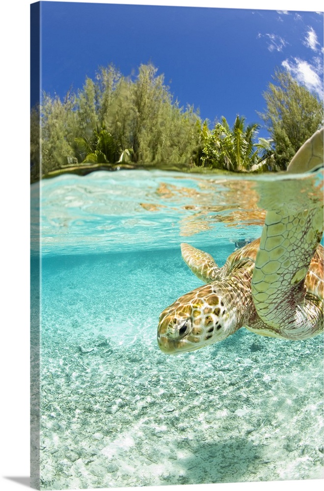 Snorkel in Le Meridien Turtle Conservation Lagoon with green sea turtles (Chelonia mydas), Bora Bora, French Polynesia.